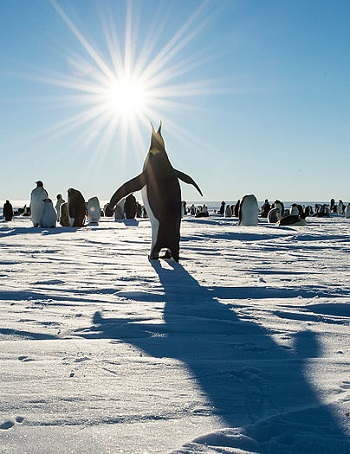 Illustration for article titled This Extinct Penguin Was the Best Animal To Waddle the Earth